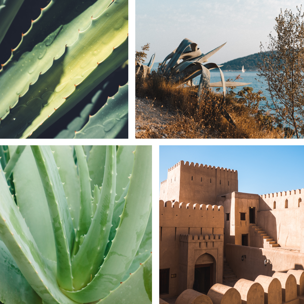 Aloe Vera Scent von Better by Less