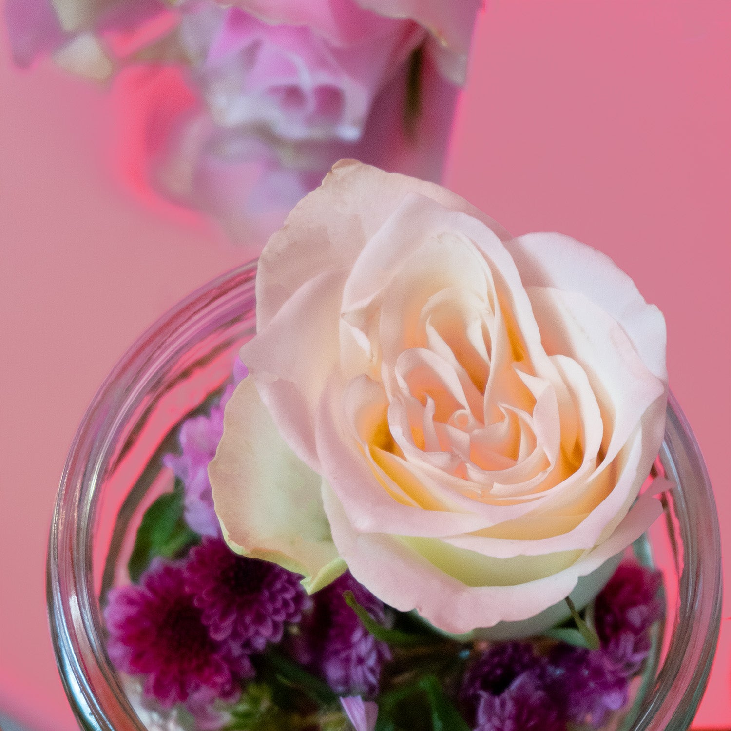 Duschschaum Pulver | Rosé Sorbet