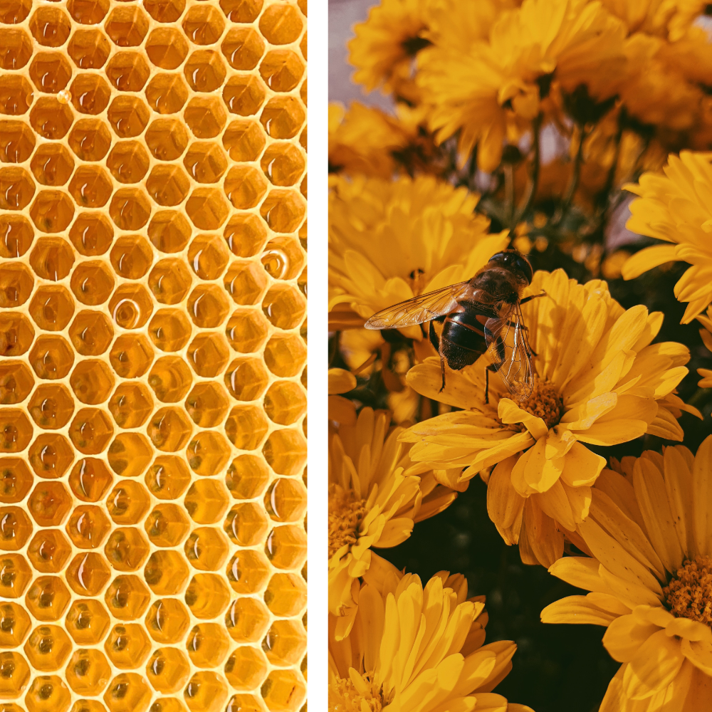 Pulverseife zum Anmischen Royal Honey Glow