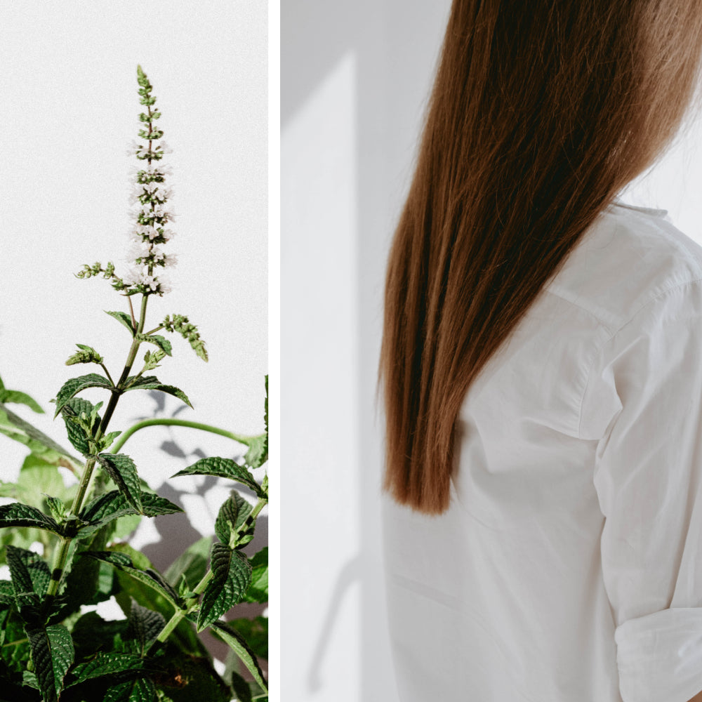 Gelshampoo Water Mint Tea zum anmischen in Pulverform